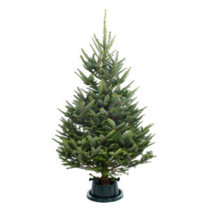 Fraser Fir Tree
