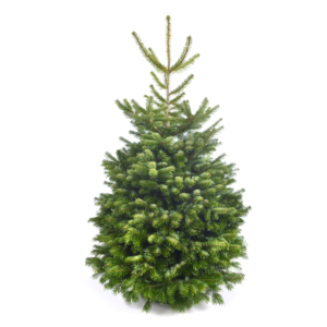 Nordmann Fir Tree