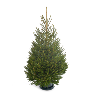 Norway Spruce Tree