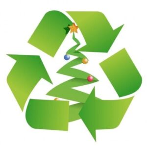 South Devon Christmas Tree Collection